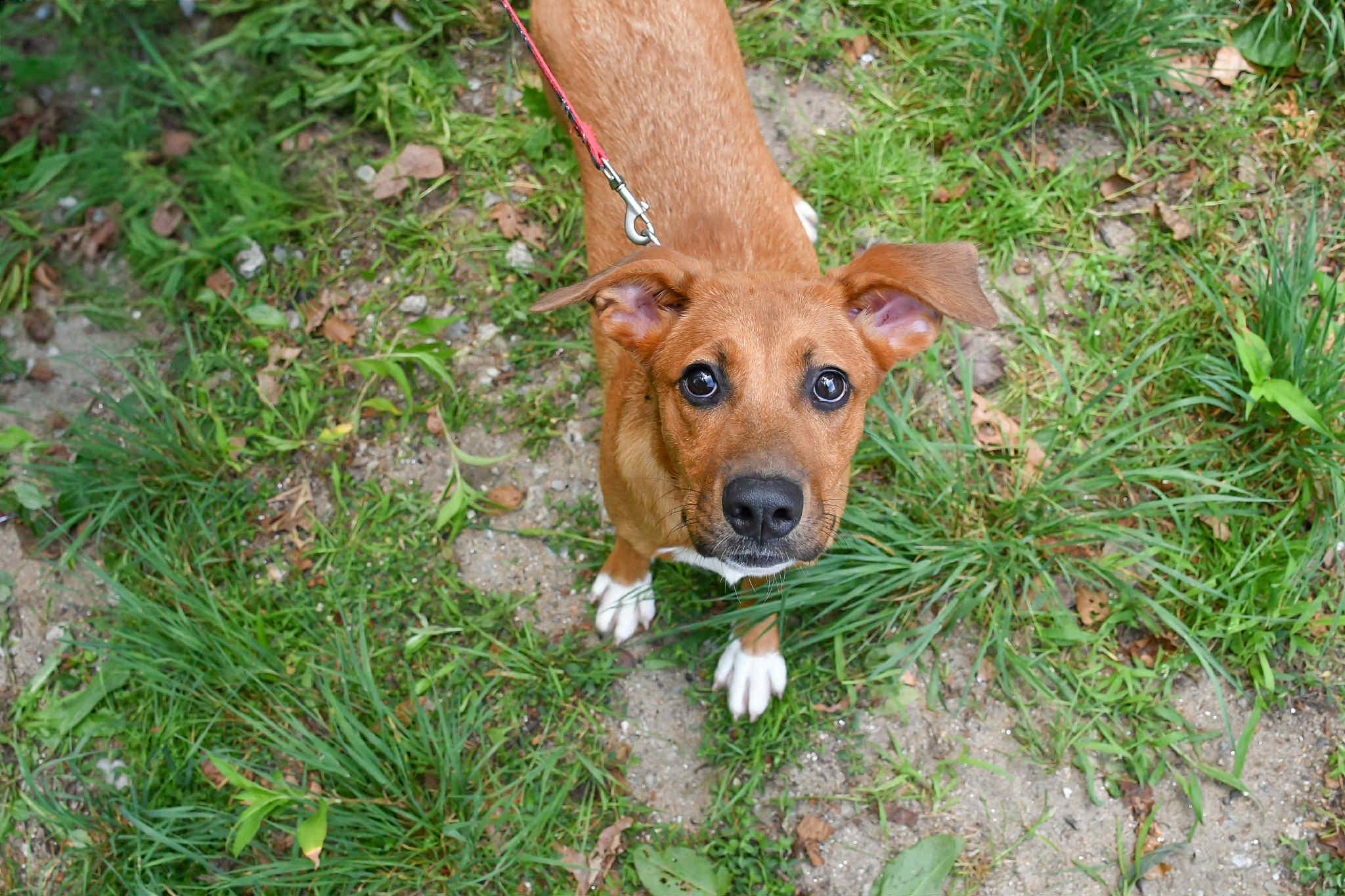 Karley in NH! Come Meet our Adoptable Dogs Wednesday-Saturday. More info in Bio!