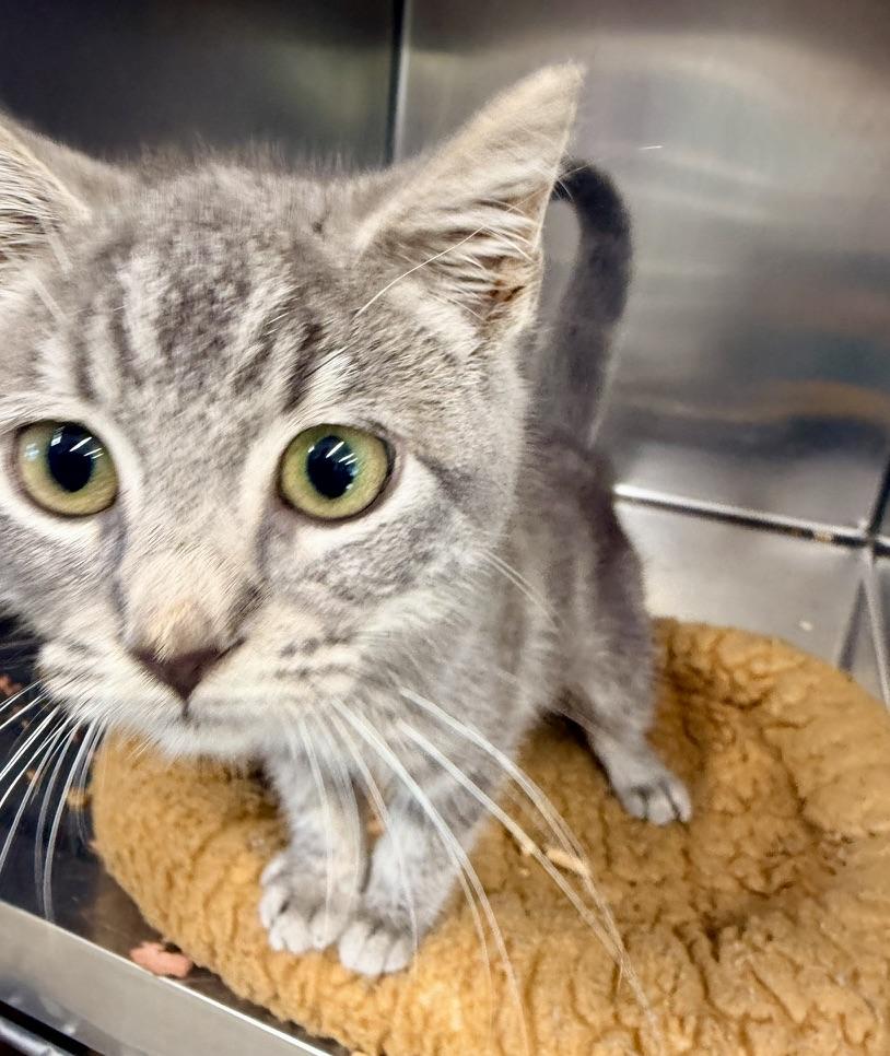 Enlarge Leelo, a Adopted Domestic Short Hair in Petersburg, VA image 1/2