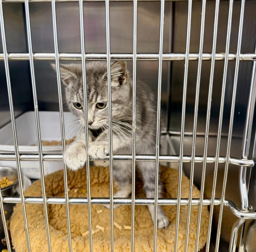 Enlarge Leelo, a Adopted Domestic Short Hair in Petersburg, VA image 2/2