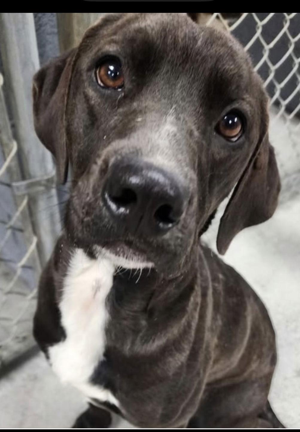 Bodi, Adoptable, Young Male Labrador Retriever & Mixed Breed.