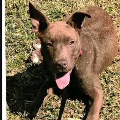 Tracy, Adoptable, Adult Female Pit Bull Terrier.