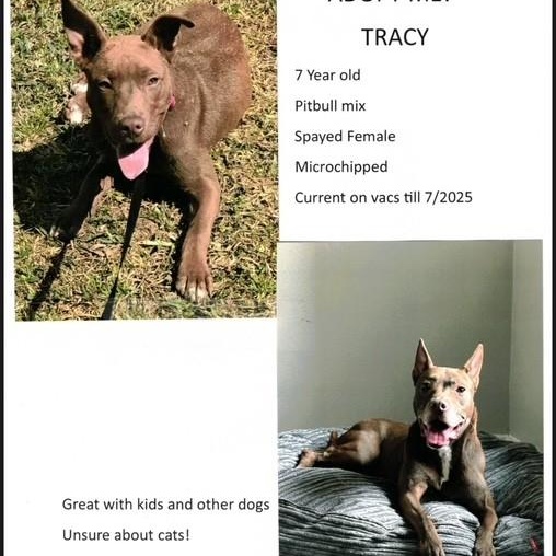 Tracy, Adoptable, Adult Female Pit Bull Terrier.