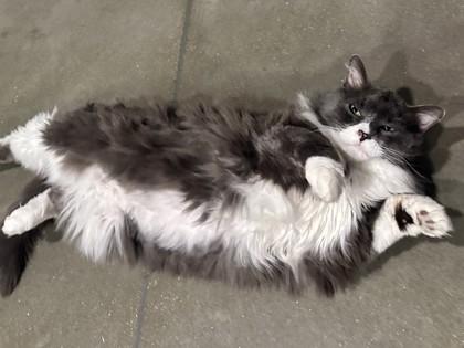 Mupps, Adoptable, Senior Female Domestic Long Hair & Domestic Short Hair.