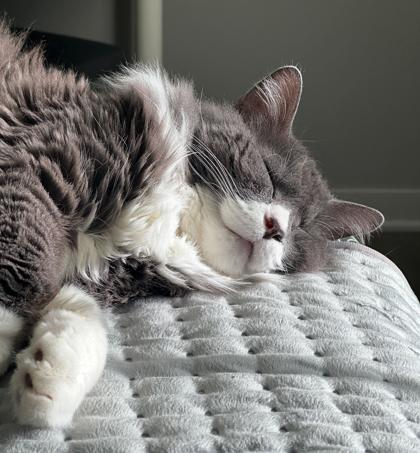 Mupps, Adoptable, Senior Female Domestic Long Hair & Domestic Short Hair.