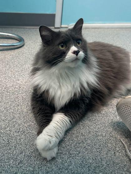 Mupps, Adoptable, Senior Female Domestic Long Hair & Domestic Short Hair.