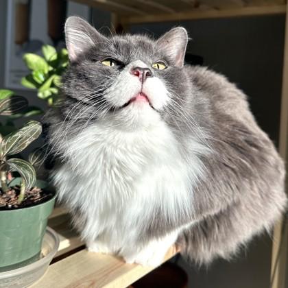 Enlarge Mupps, a Adoptable mixed breed in Madison, WI image 2/3