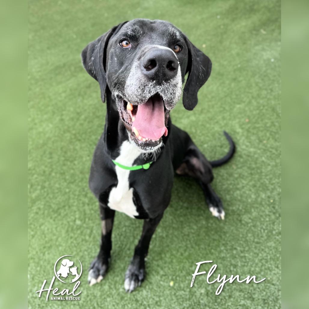 Flynn, Adoptable, Adult Male Great Dane.