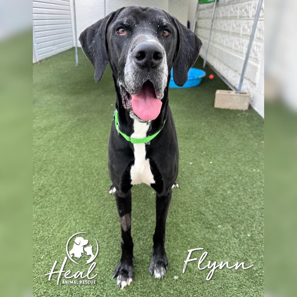Flynn, a Adoptable Great Dane in Youngwood, PA image 2/5