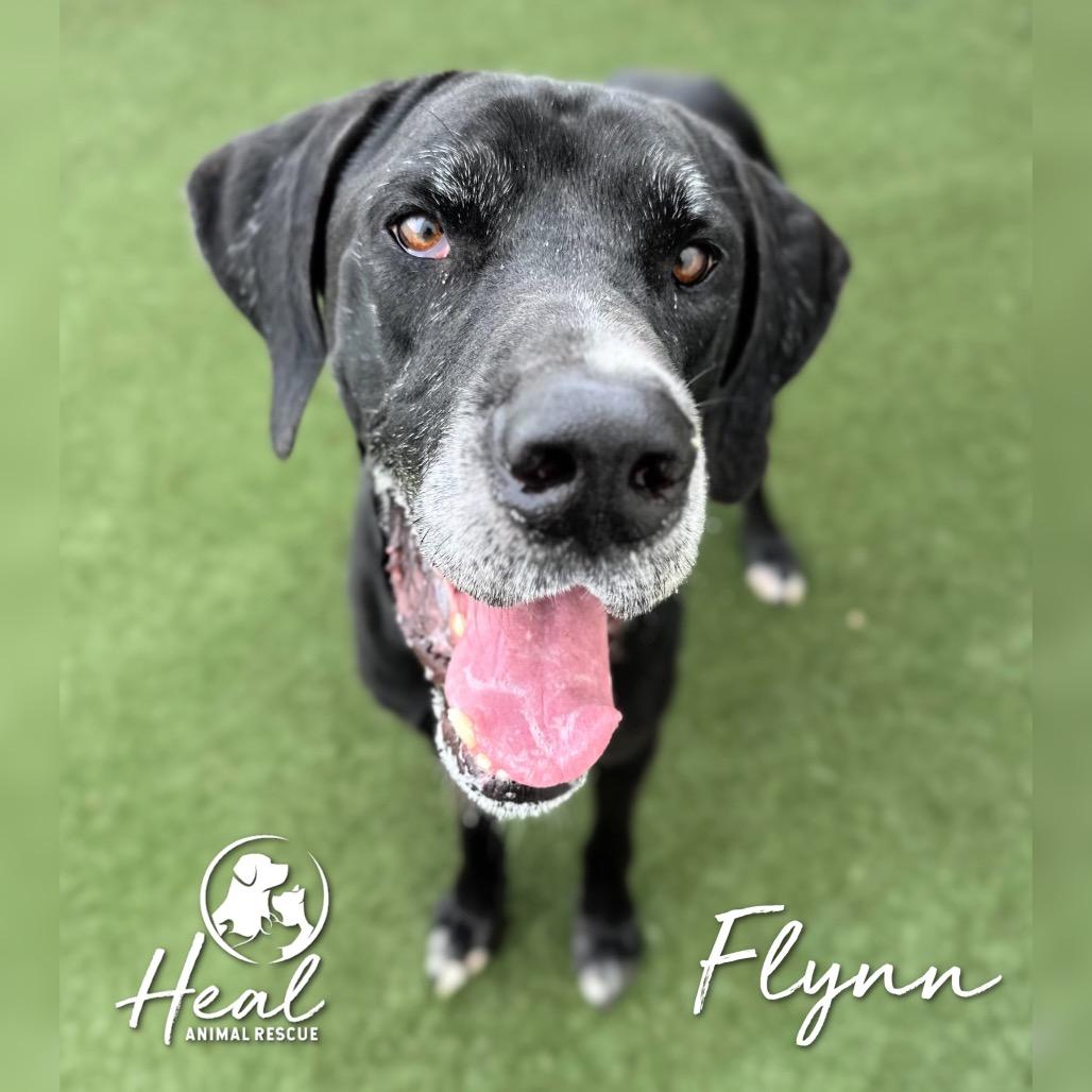 Flynn, a Adoptable Great Dane in Youngwood, PA image 3/5