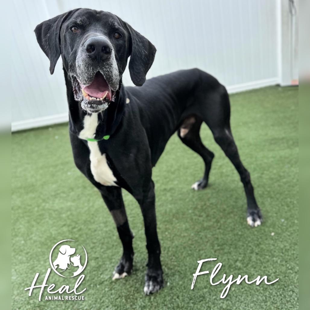 Flynn, a Adoptable Great Dane in Youngwood, PA image 4/5