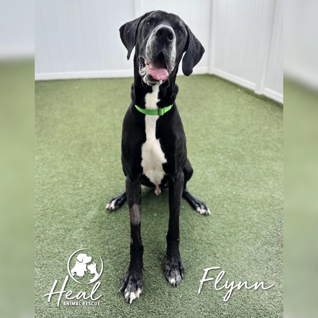 Flynn, a Adoptable Great Dane in Youngwood, PA image 5/5