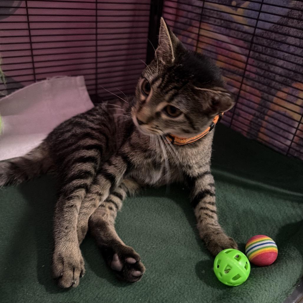 Enlarge Skully FKA Nala, a Adoptable Domestic Short Hair in New Orleans, LA image 1/3