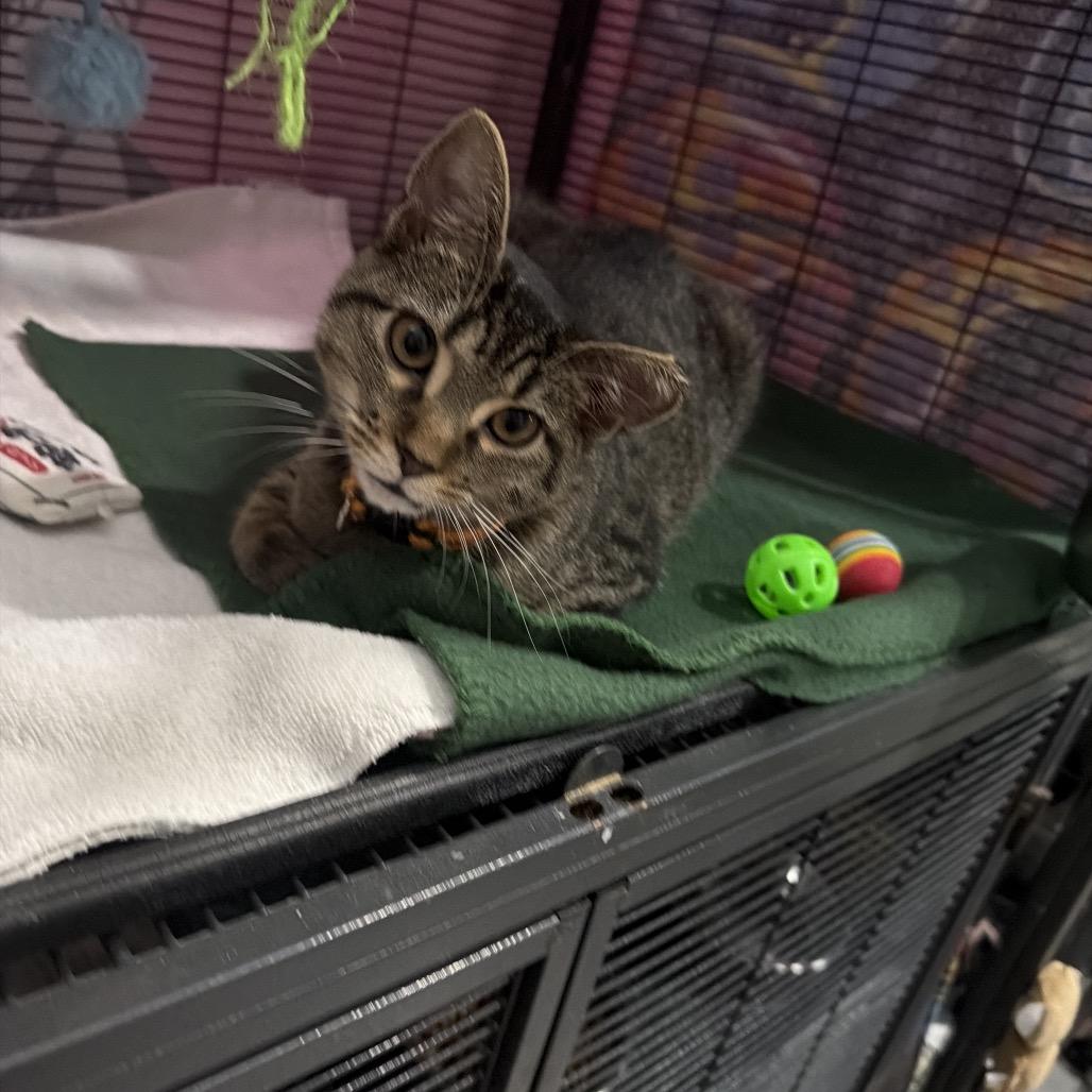 Enlarge Skully FKA Nala, a Adoptable Domestic Short Hair in New Orleans, LA image 2/3