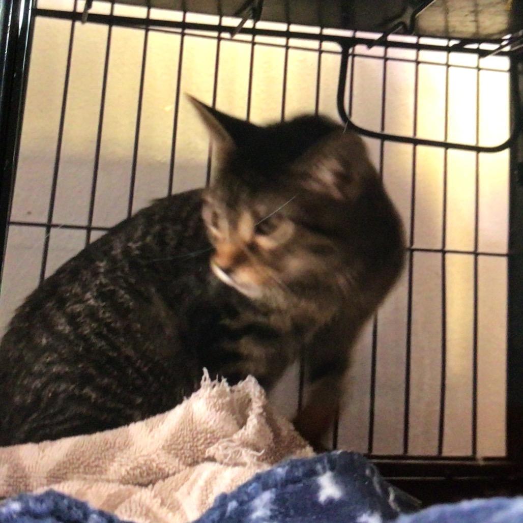 Enlarge Skully FKA Nala, a Adoptable Domestic Short Hair in New Orleans, LA image 1/1