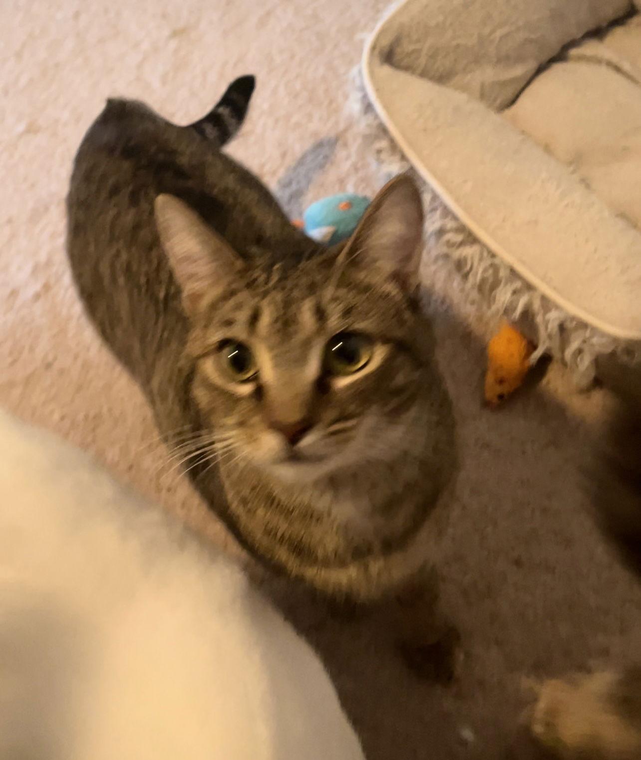 Enlarge Lily, a Adoptable Tabby in Acworth, GA image 1/3