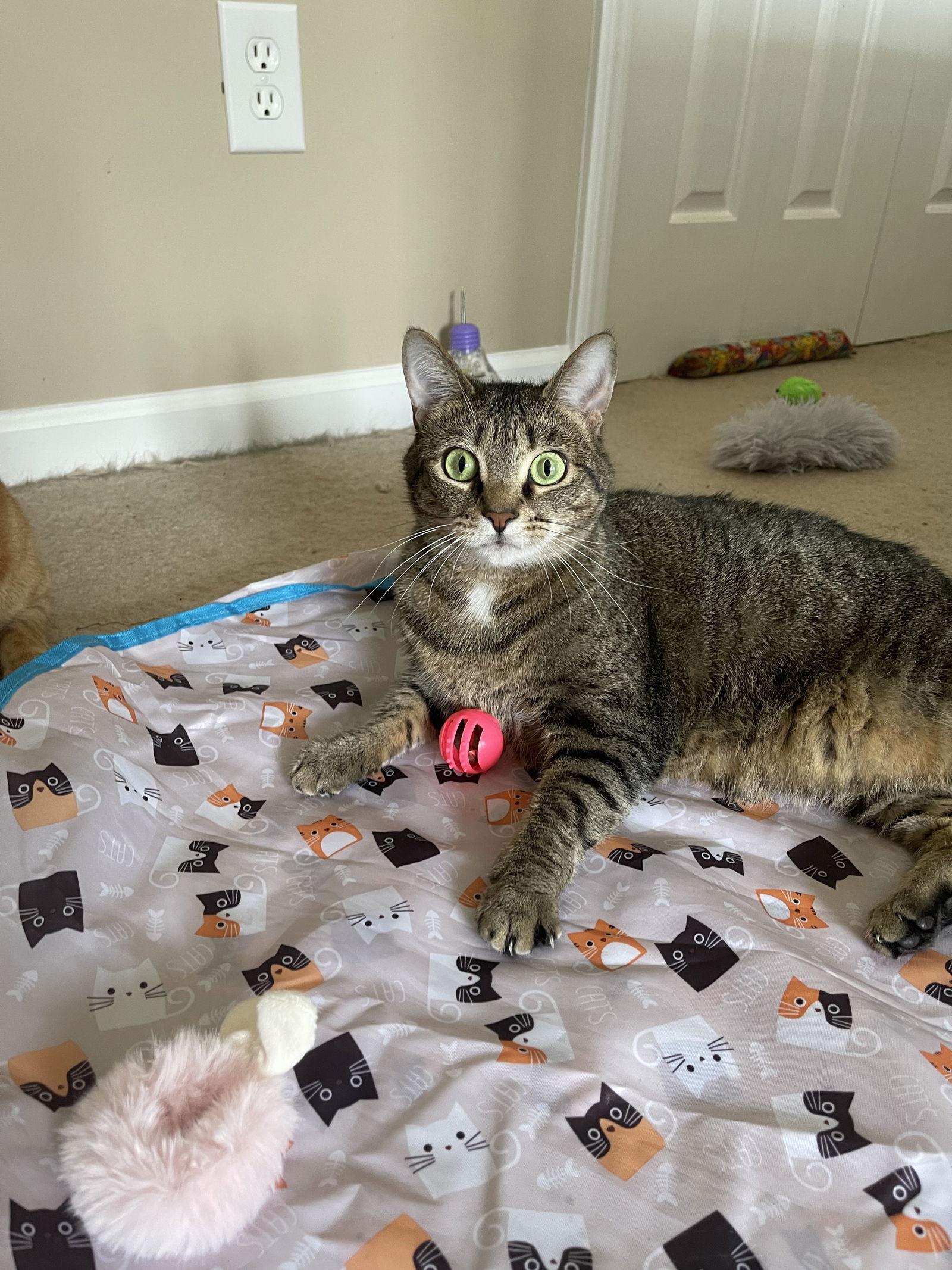 Lily, a Adoptable Tabby in Acworth, GA image 1/6