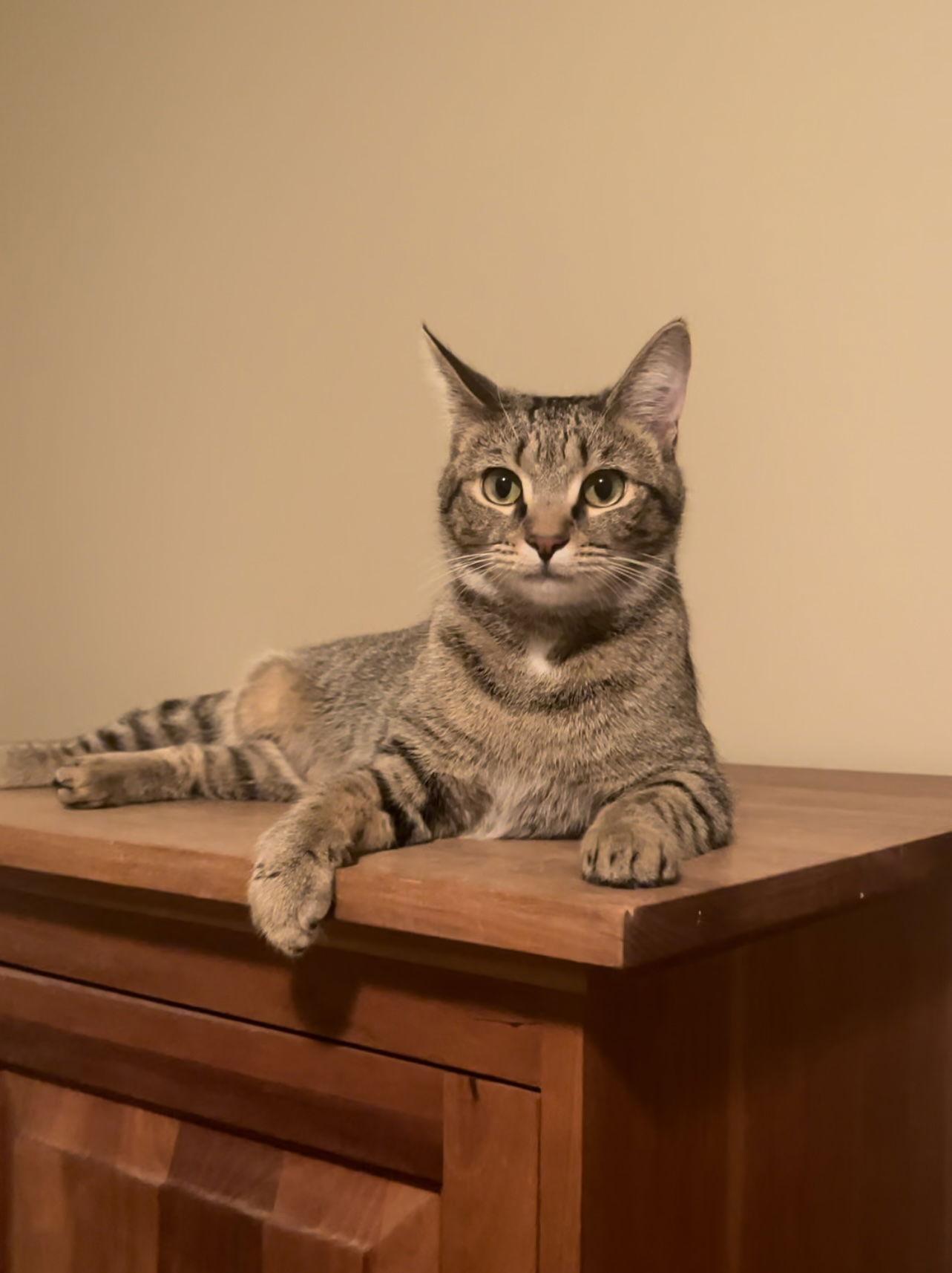 Enlarge Lily, a Adoptable Tabby in Acworth, GA image 3/3