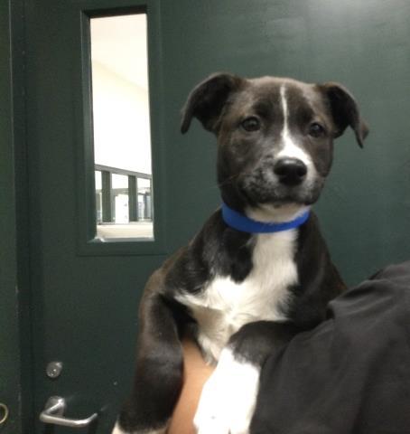 FREDDY — thumbnail 2