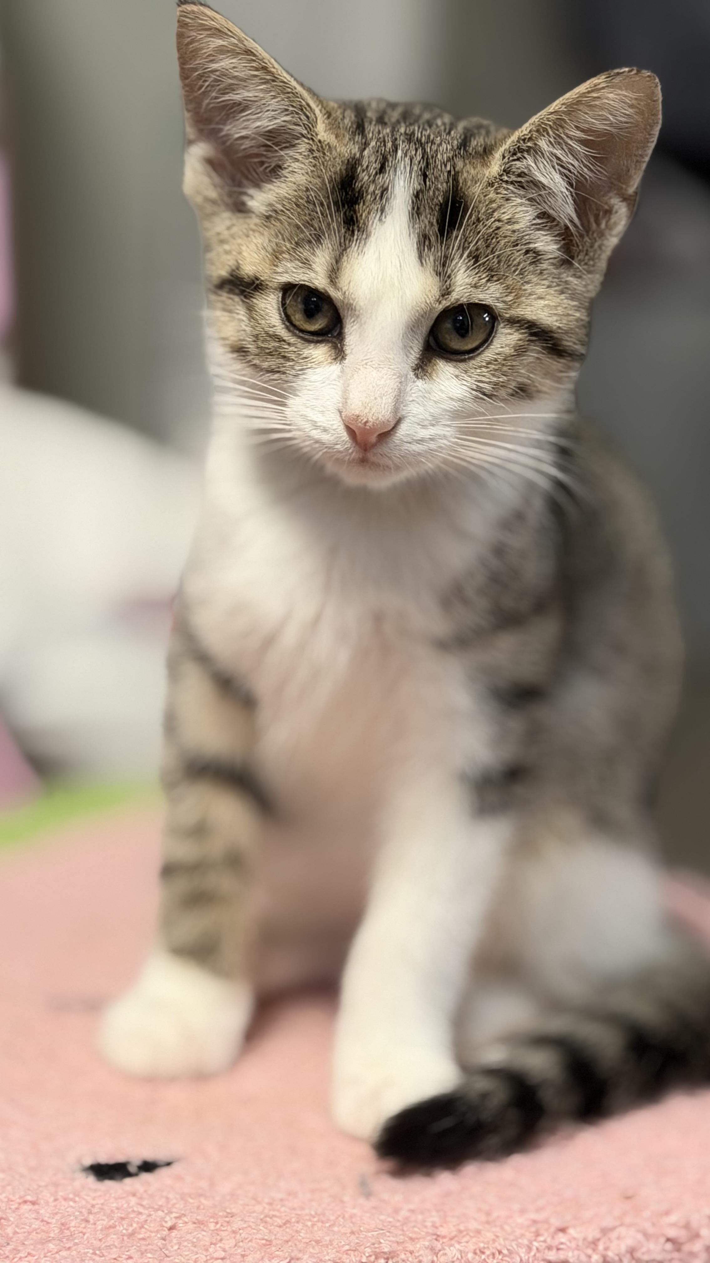 Enlarge Lucy, a Adopted mixed breed in Massillon, OH image 3/6