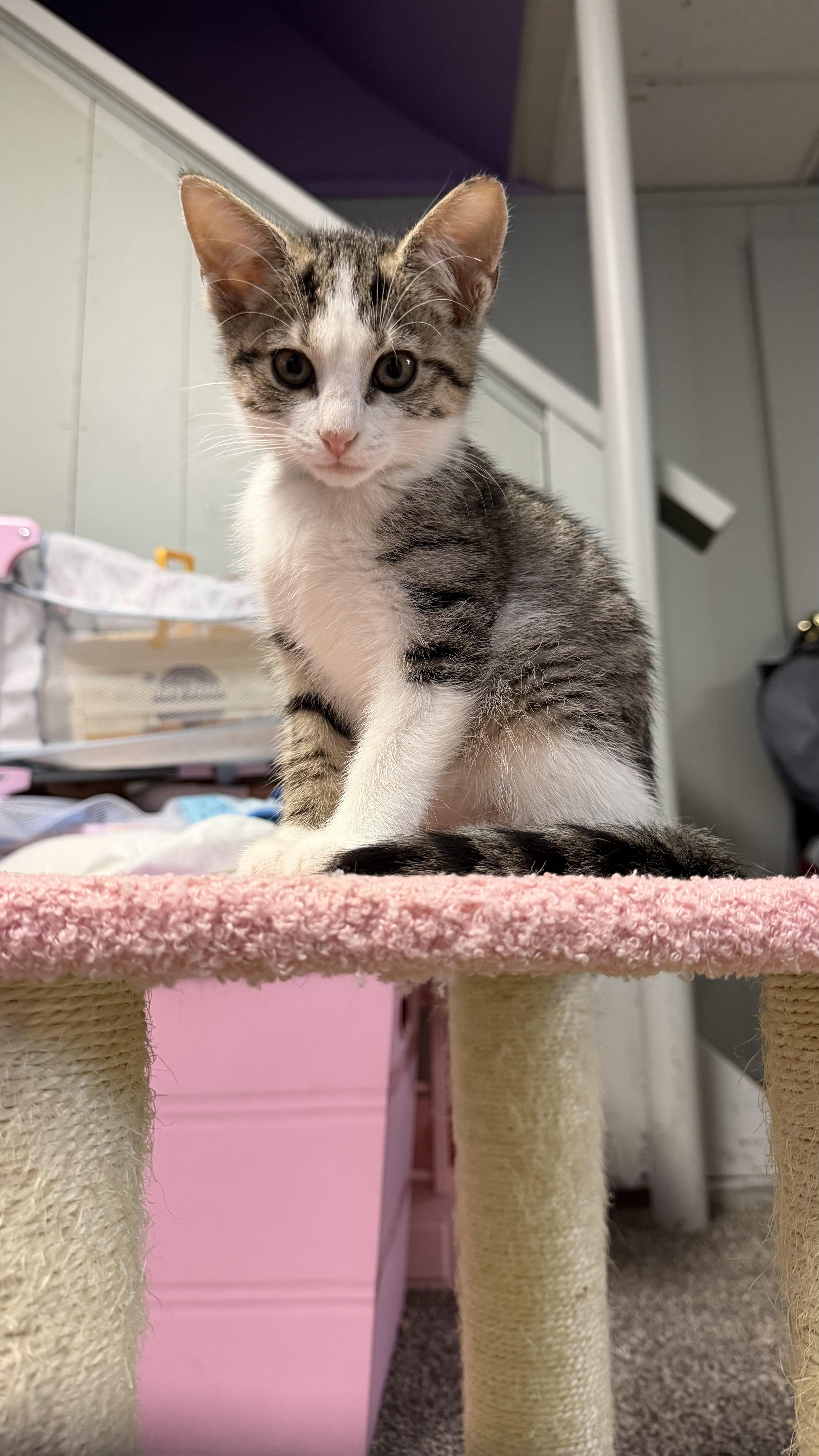 Enlarge Lucy, a Adopted mixed breed in Massillon, OH image 1/6