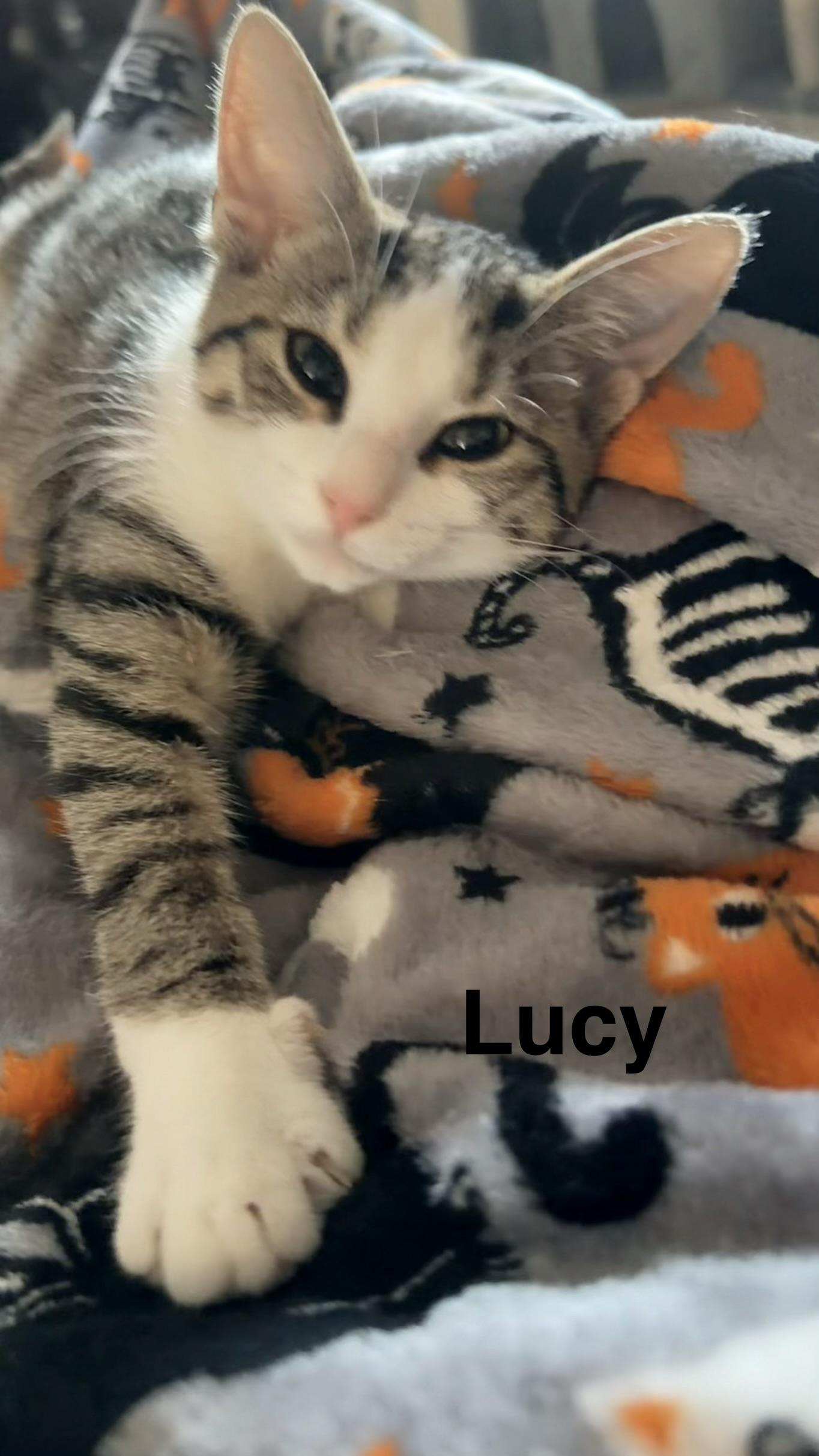Enlarge Lucy, a Adopted mixed breed in Massillon, OH image 6/6