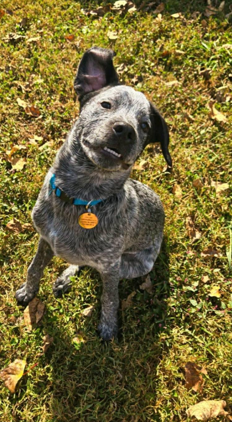 Auggie, a Adoptable mixed breed in Morganton, NC image 1/2