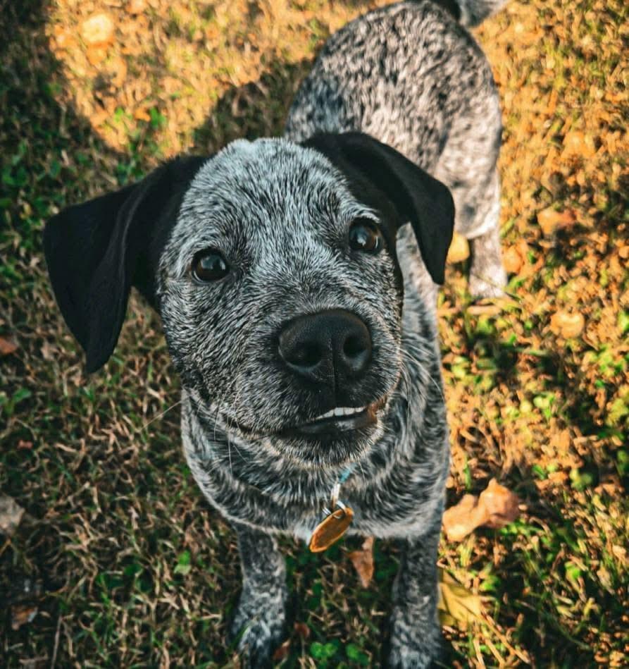 Auggie, a Adoptable mixed breed in Morganton, NC image 2/2