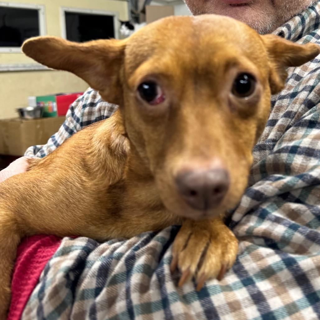 Penny, a ADOPTABLE mixed breed in Blue Ridge, GA image 2/3