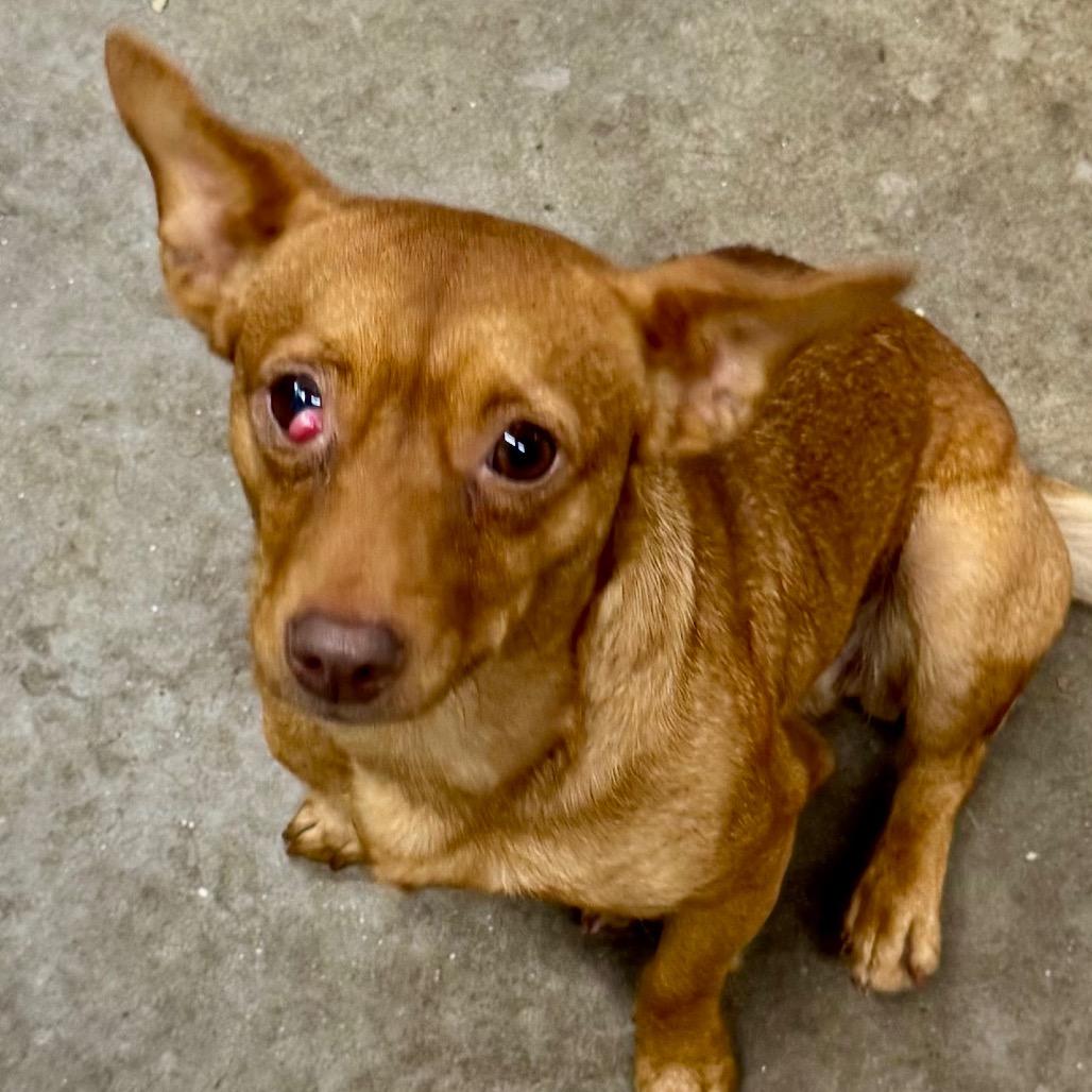 Penny, a ADOPTABLE mixed breed in Blue Ridge, GA image 1/3