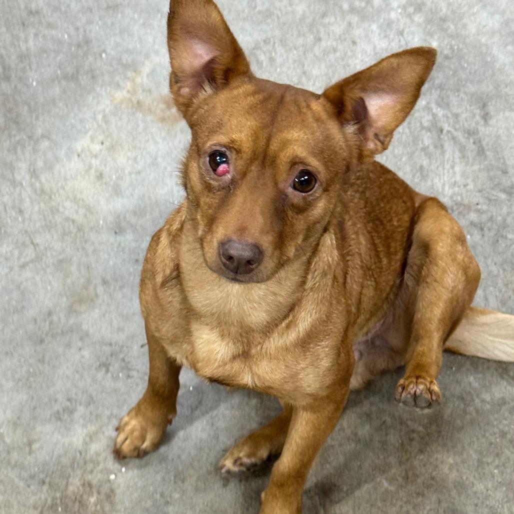 Penny, a ADOPTABLE mixed breed in Blue Ridge, GA image 3/3