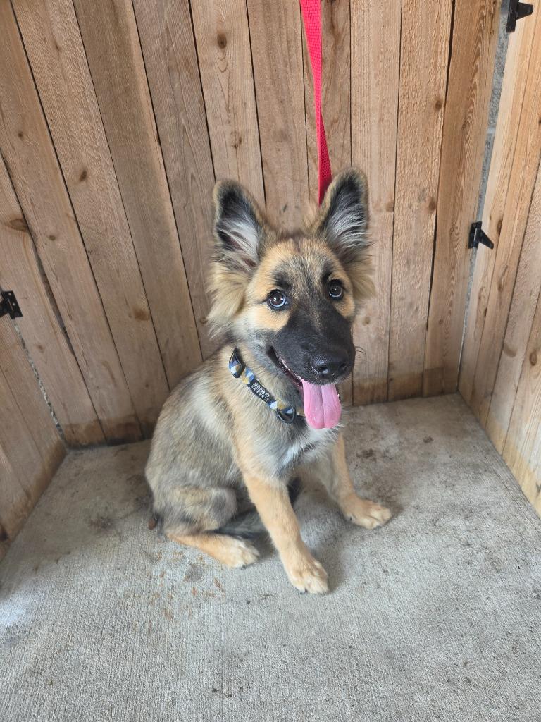 Enlarge Carolina, a Adoptable Shepherd in Missouri City, TX image 1/1