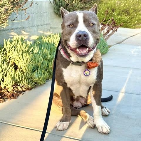 Kit, Adoptable, Young Female American Bully.