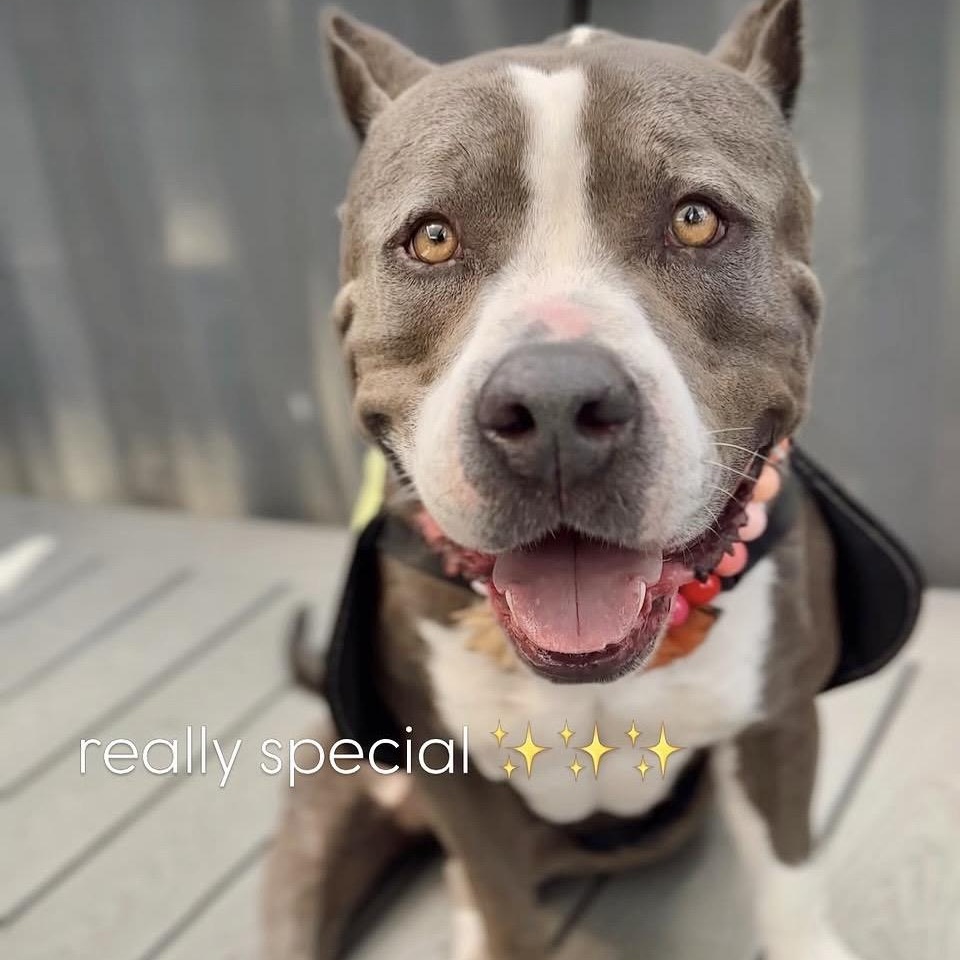 Kit, a Adoptable American Bully in Sun Valley, CA image 1/6