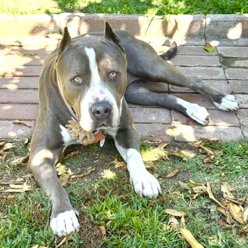 Kit, a Adoptable American Bully in Sun Valley, CA image 2/6