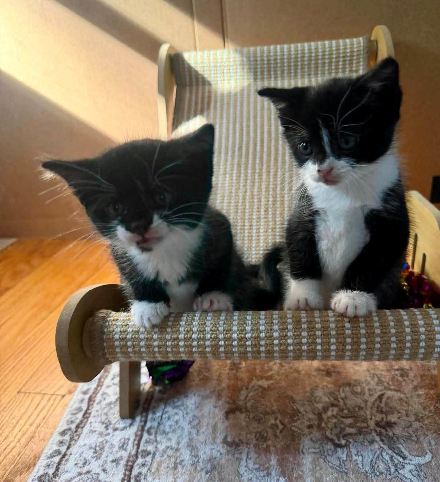 Enlarge Mango & Tango, a Adoptable Tuxedo in Bethel, CT image 4/6