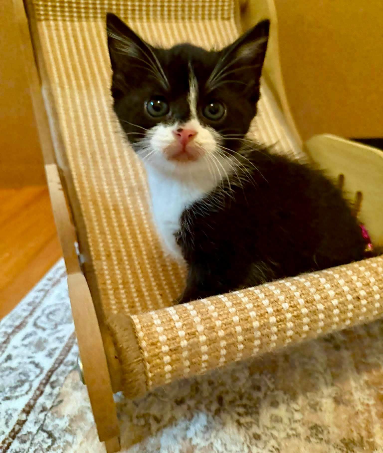 Enlarge Mango & Tango, a Adoptable Tuxedo in Bethel, CT image 5/6