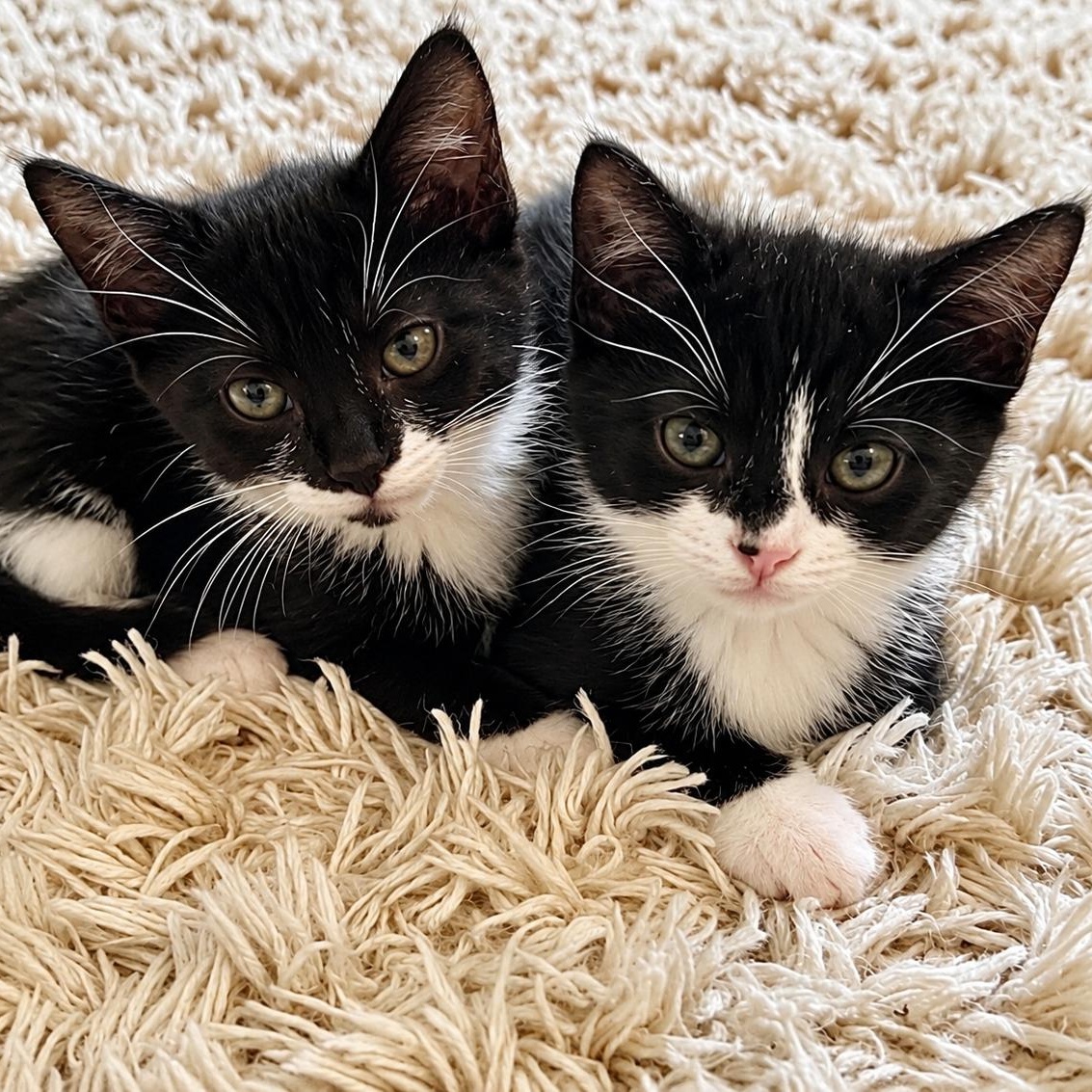 Enlarge Mango & Tango, a Adoptable Tuxedo in Bethel, CT image 1/6