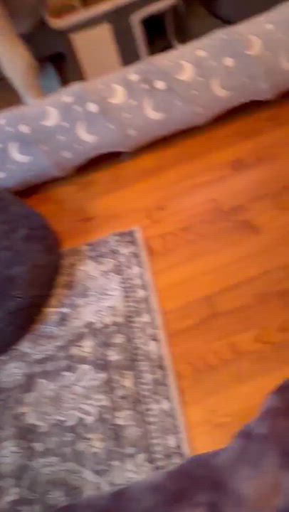 Enlarge Mango & Tango, a Adoptable Tuxedo in Bethel, CT video 6/6