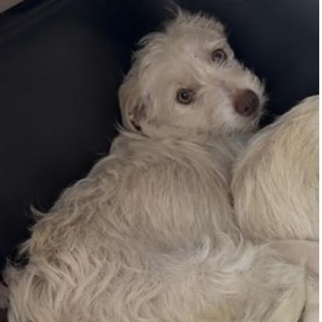 Alice, ADOPTABLE, Adult Female Terrier.