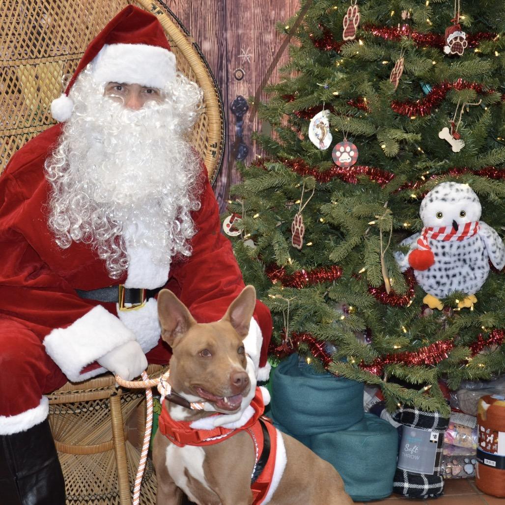 Molly Mae, Adoptable, Adult Female Mixed Breed.