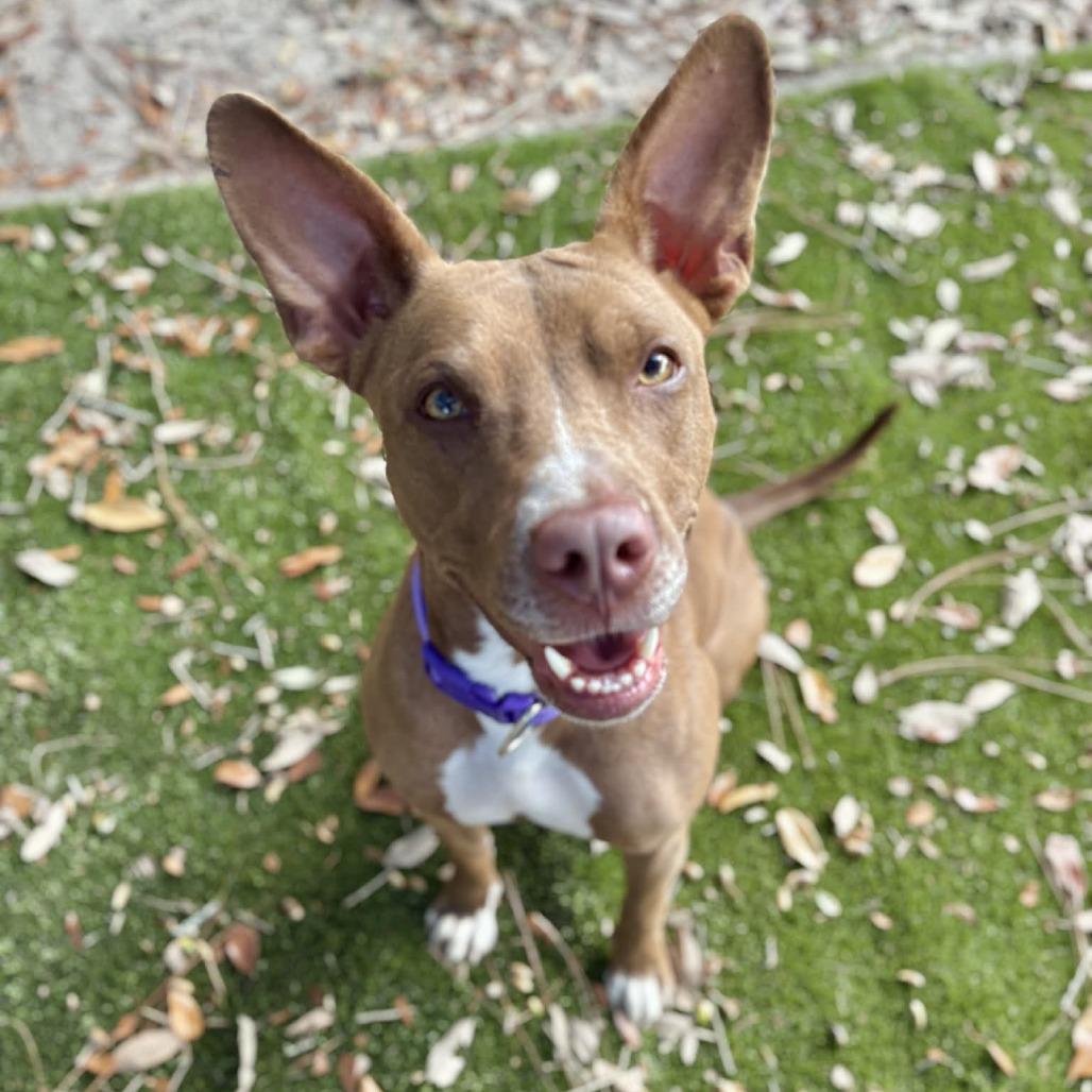 Molly Mae, a Adoptable Mixed Breed in Milton, FL image 1/2