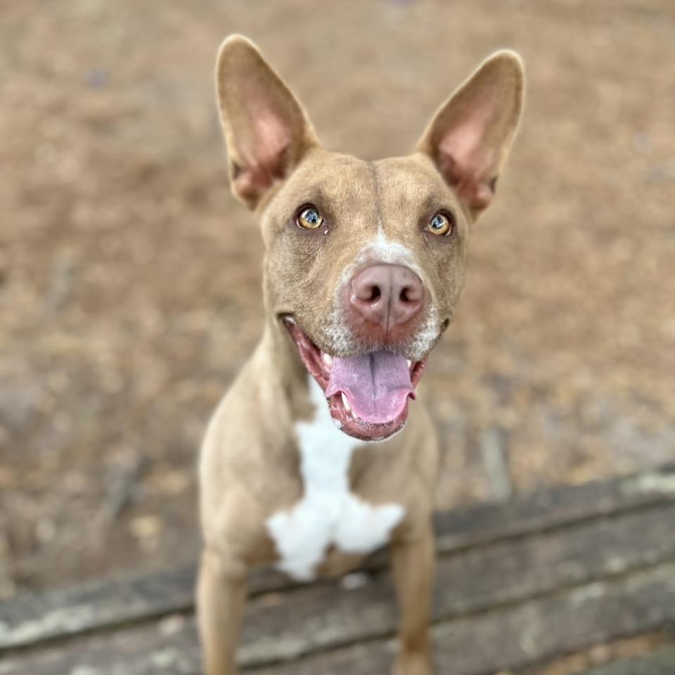 Molly Mae, a Adoptable Mixed Breed in Milton, FL image 3/6