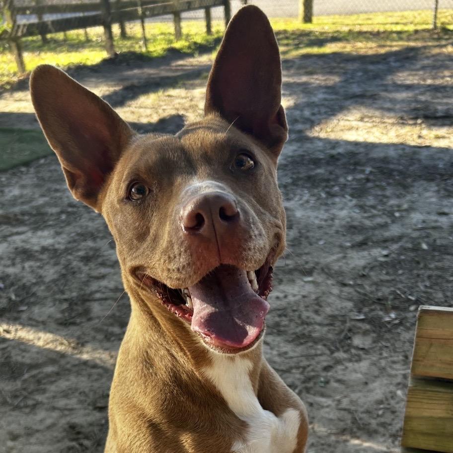 Molly Mae, a Adoptable Mixed Breed in Milton, FL image 4/6