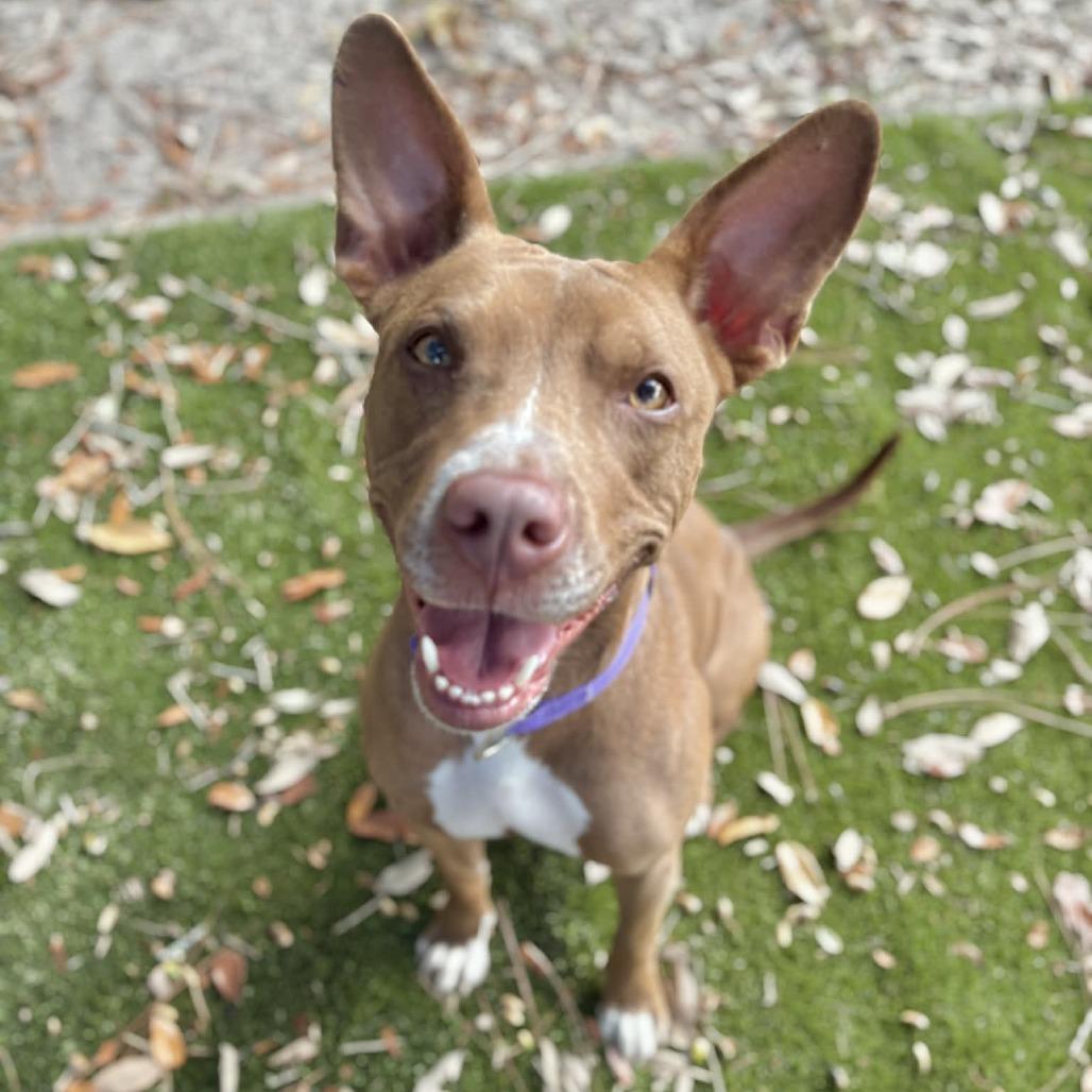 Molly Mae, a Adoptable Mixed Breed in Milton, FL image 2/2