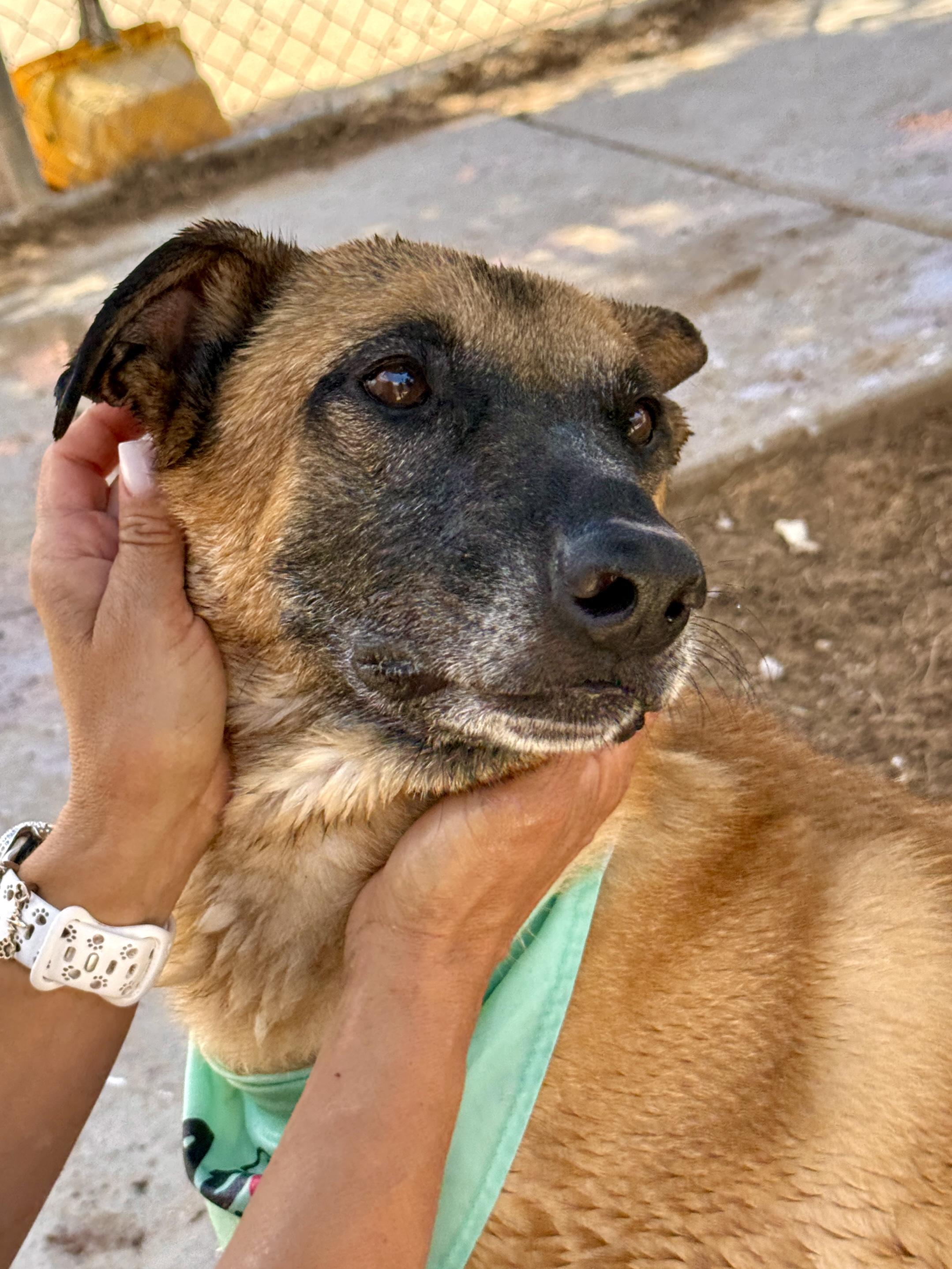 Enlarge Justin, a Adoptable mixed breed in El Paso, TX image 5/6