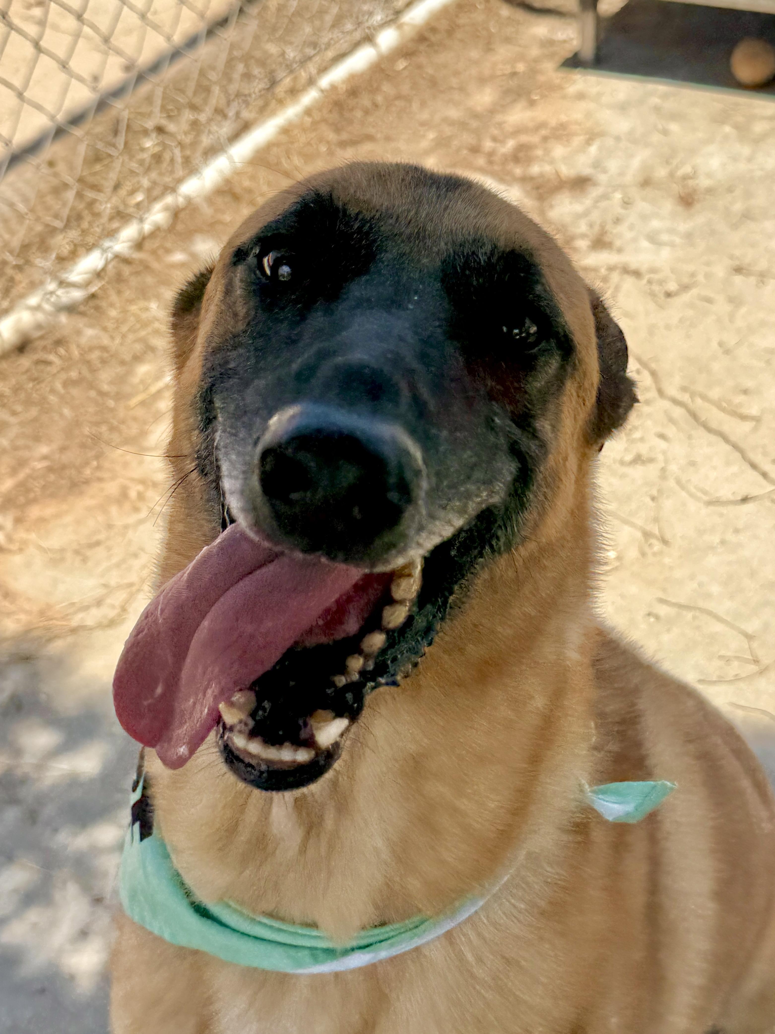 Justin, Adoptable, Adult Male Belgian Shepherd / Malinois.