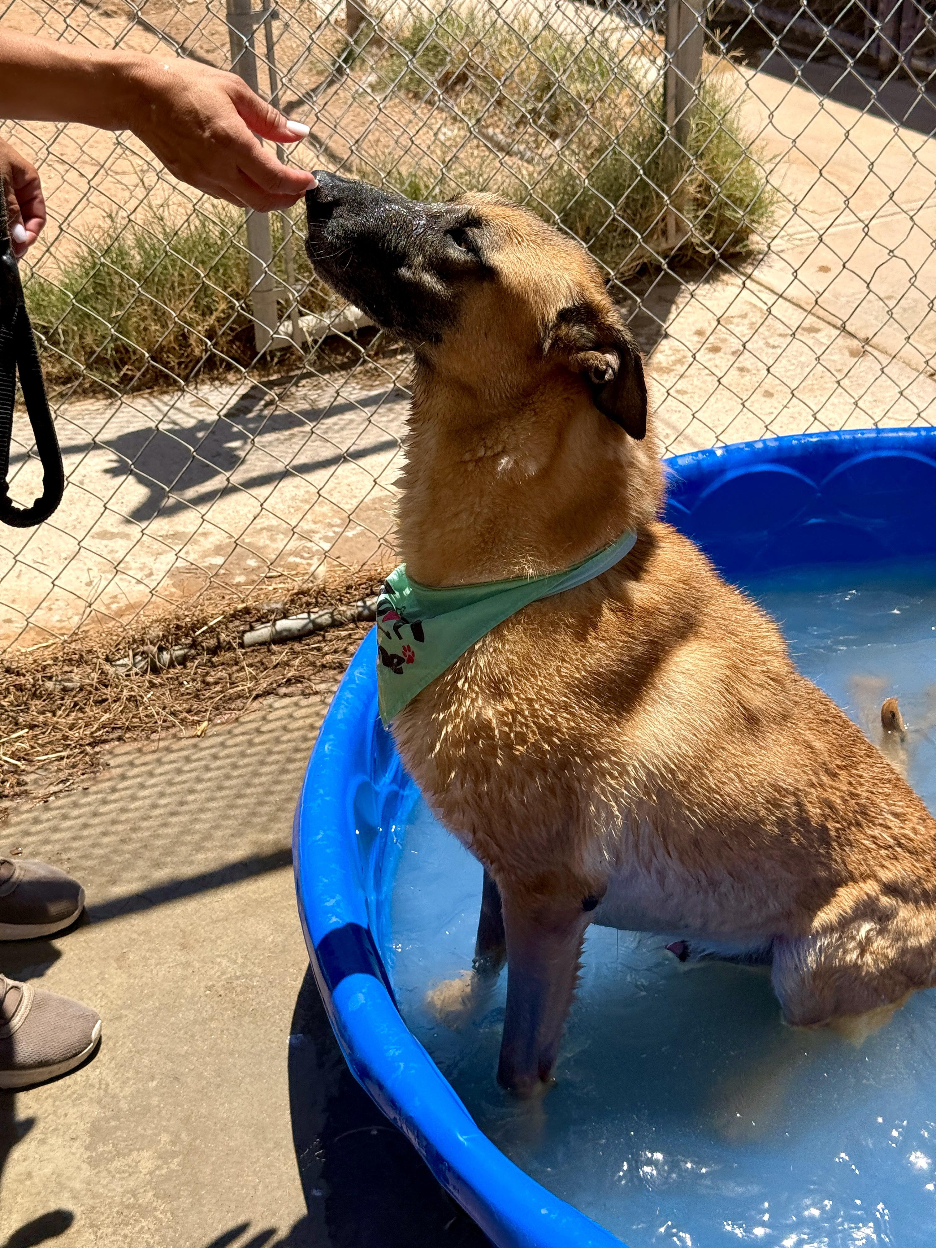 Enlarge Justin, a Adoptable mixed breed in El Paso, TX image 6/6