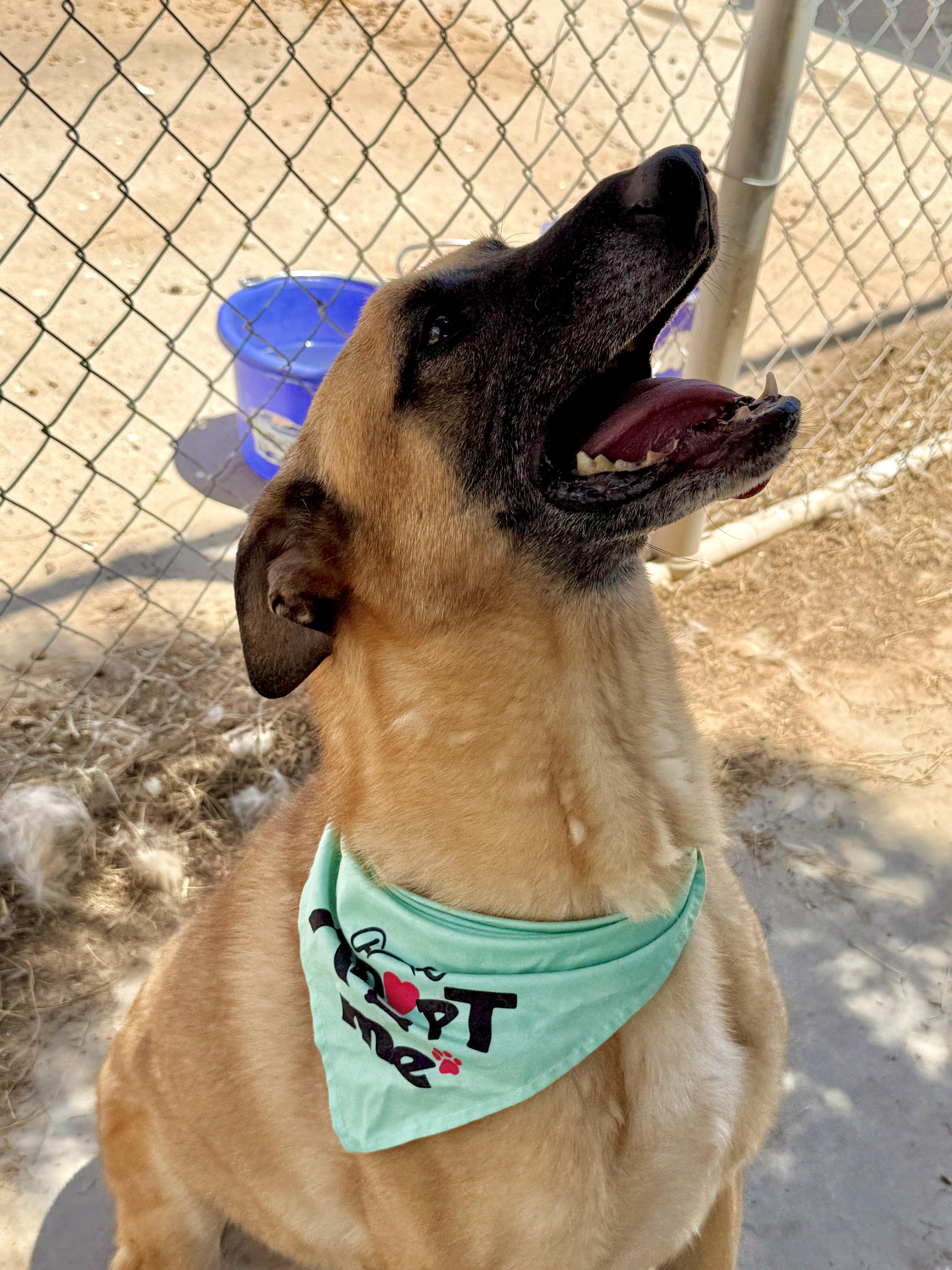 Enlarge Justin, a Adoptable mixed breed in El Paso, TX image 3/6
