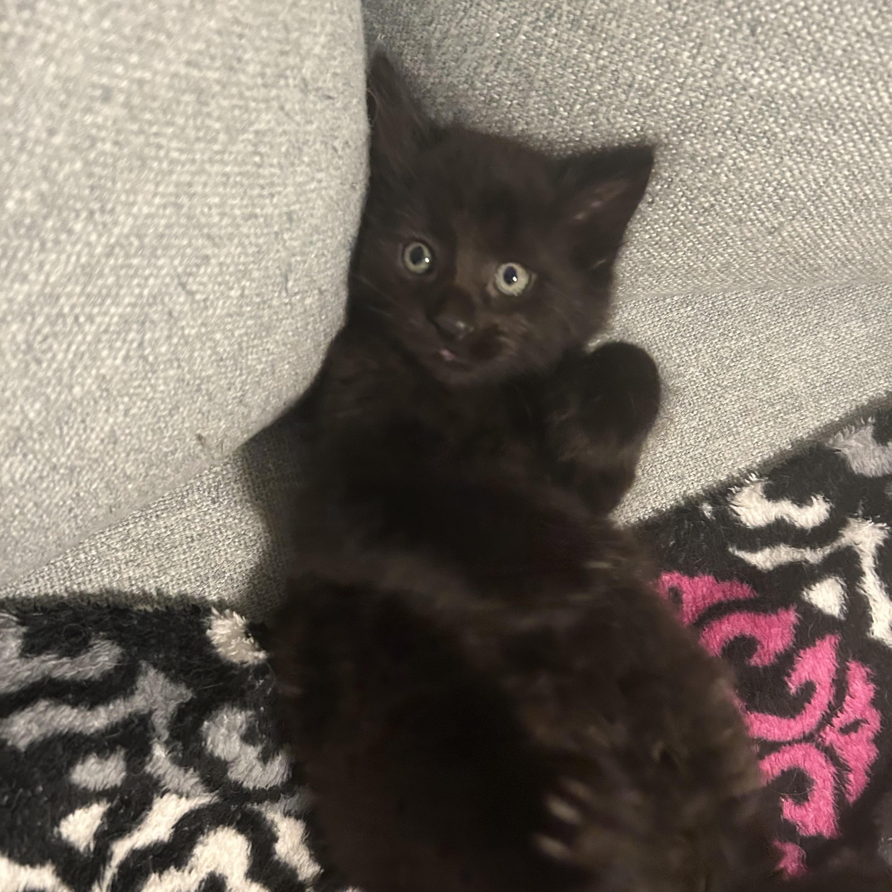 Barracuda - Under The Sea