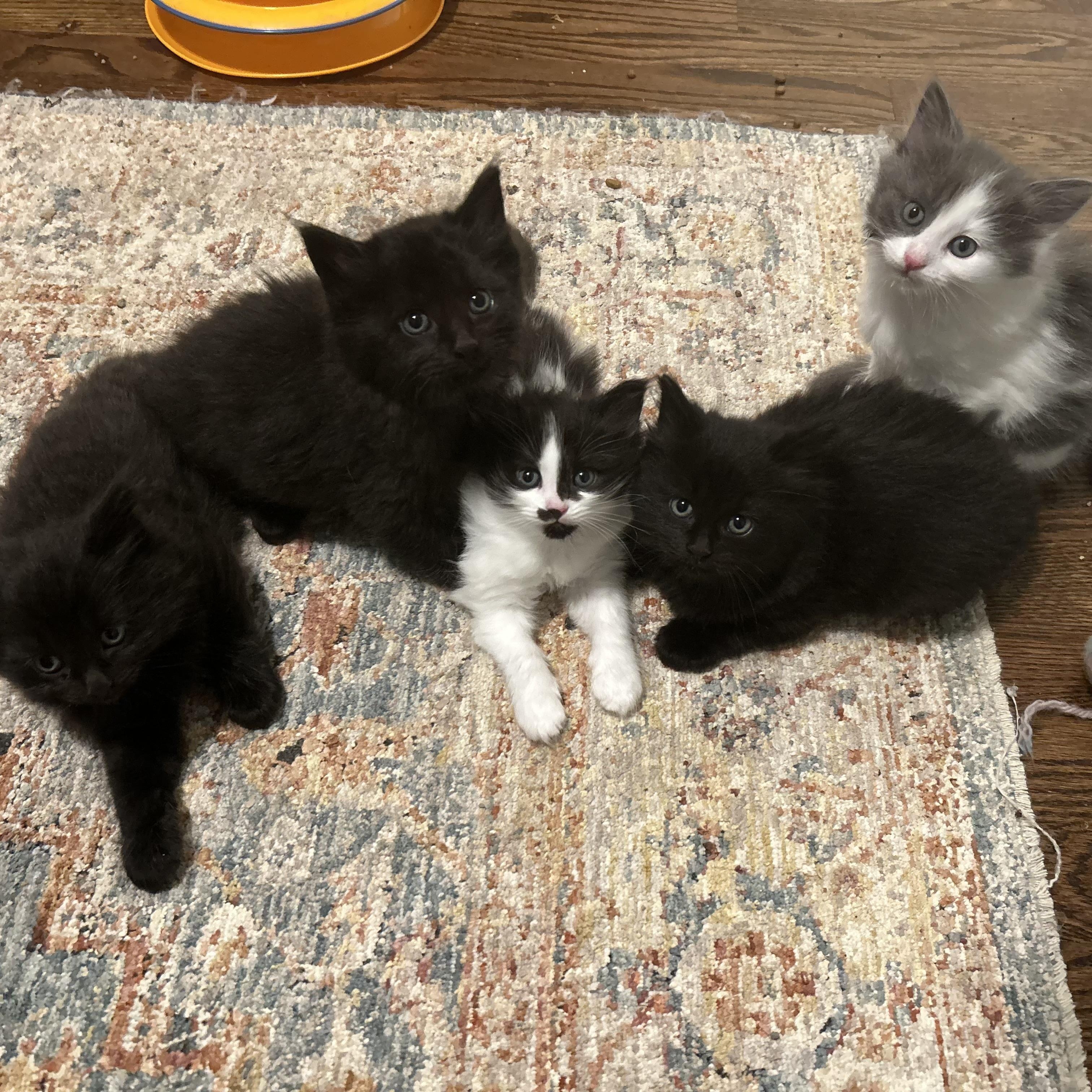 Barracuda - Under The Sea